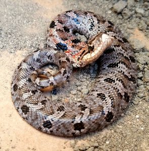 mount pleasant sc snake removal eastern hognose snake harmless