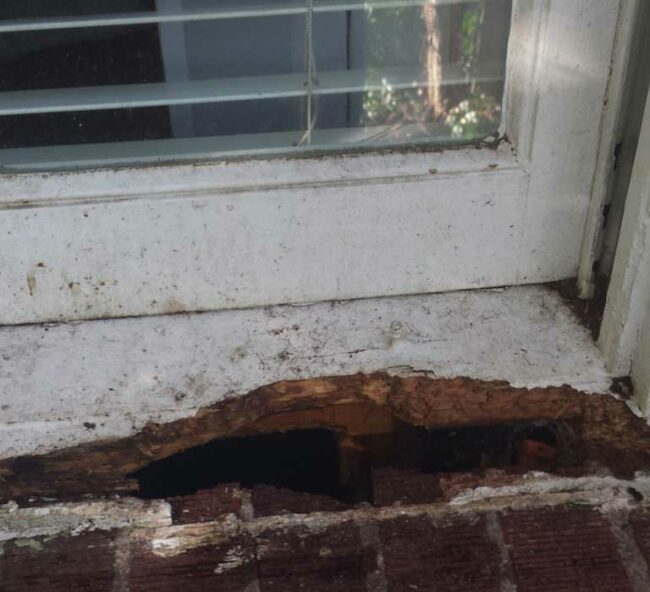 animal-damag-repair animal damage repair