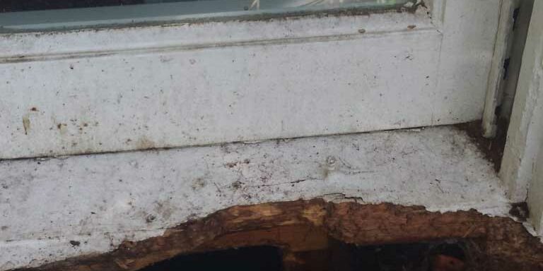 animal-damag-repair animal damage repair