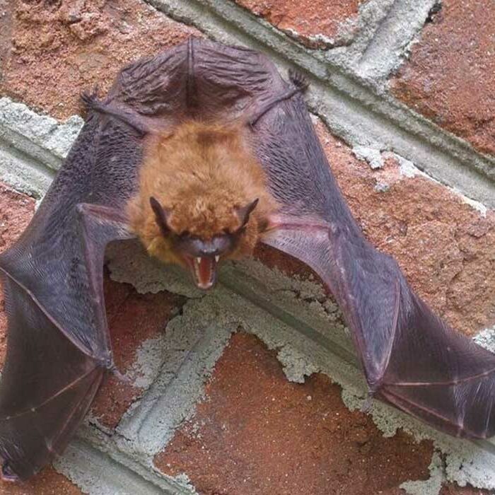 bat control