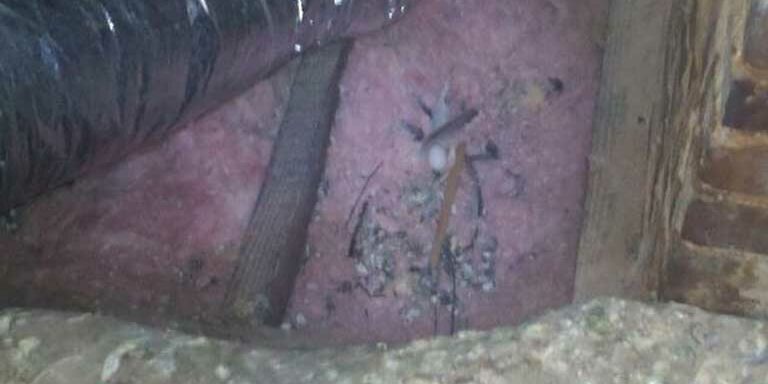 bird-removal bird control