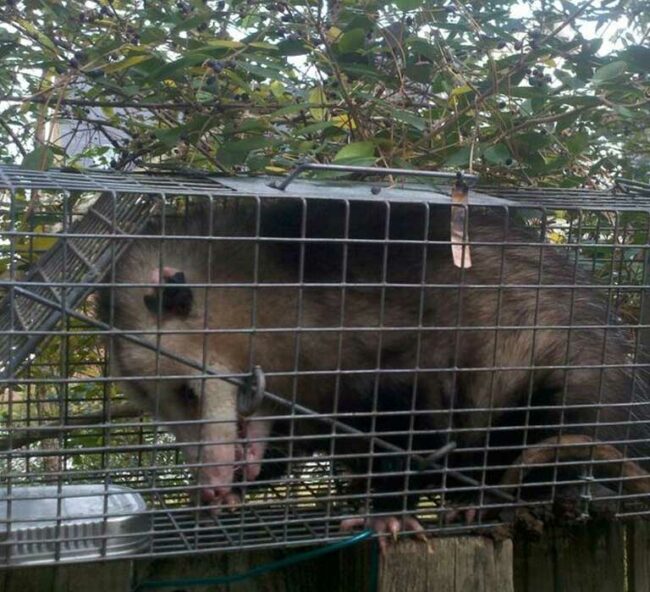 possum control
