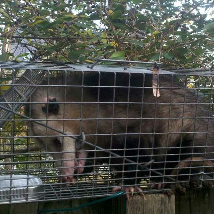 possum control