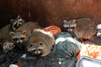 Raccoons in trash