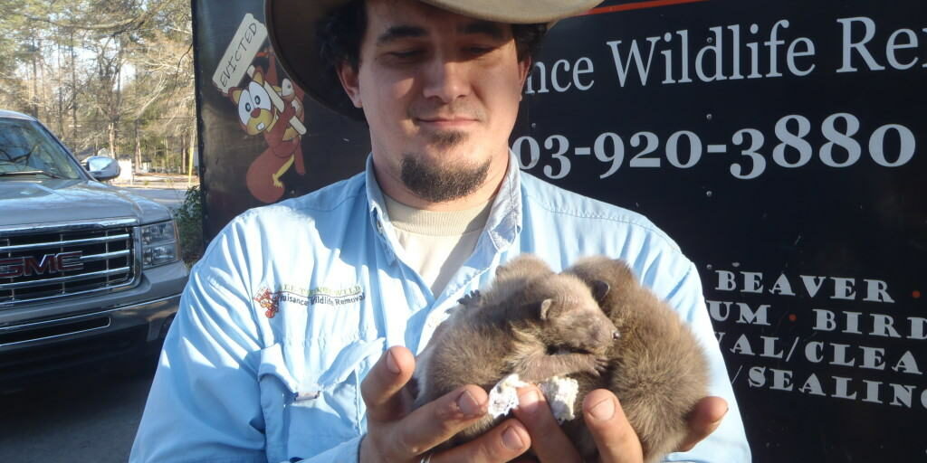 Racoon Control Racoon Control