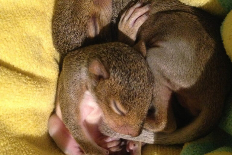 baby squirrel removed