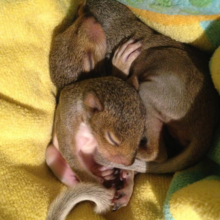 baby squirrel removed