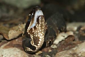 cottonmouth dangerous snake