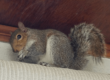 squirrel control trapping removal exclusion