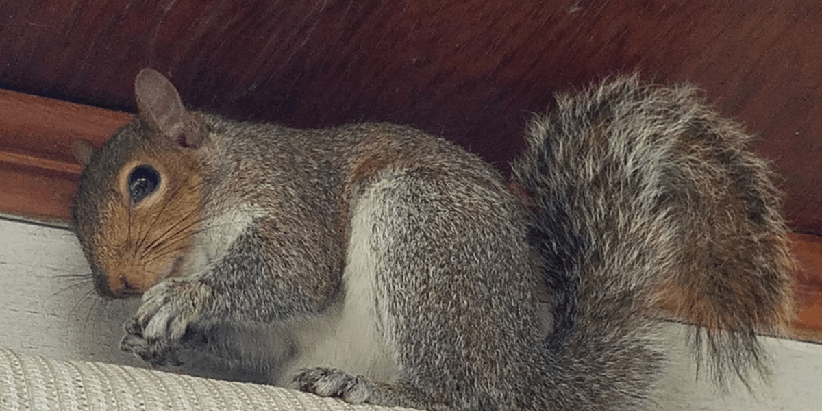 cute-squirrel squirrel control trapping removal exclusion