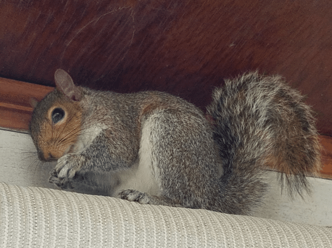 squirrel control trapping removal exclusion