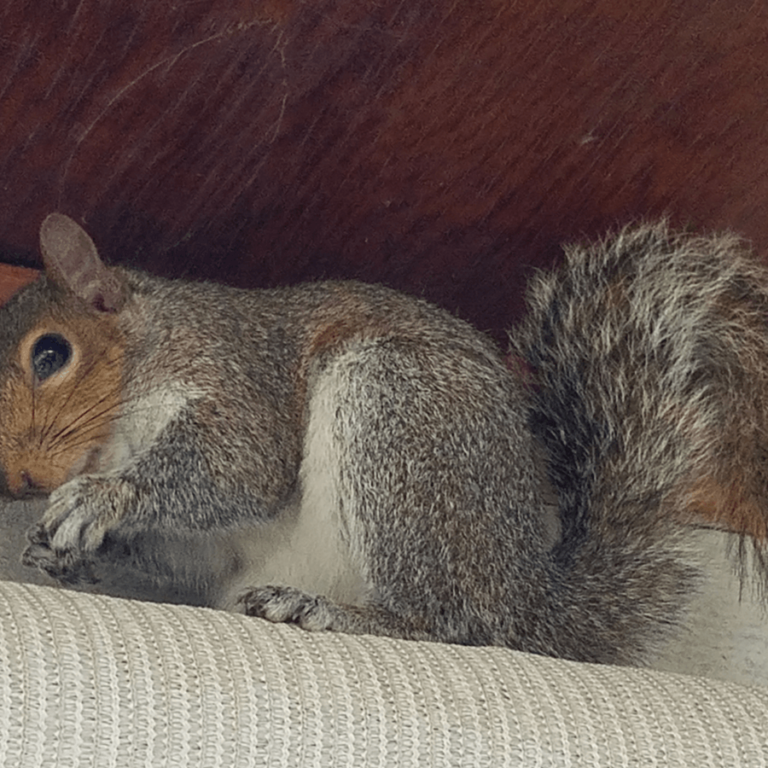 squirrel control trapping removal exclusion