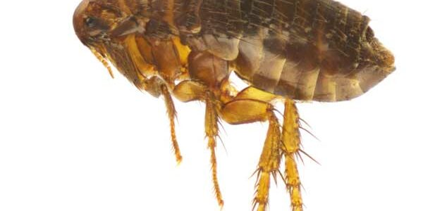 flea control