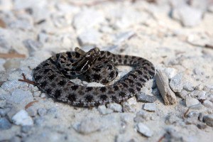 pygmy rattlesnake sc