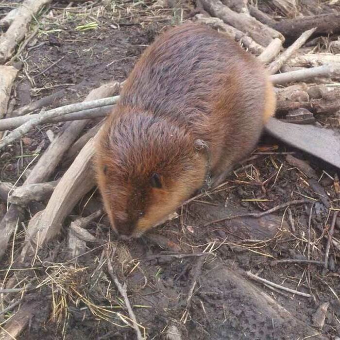 beaver control