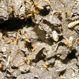 termite control
