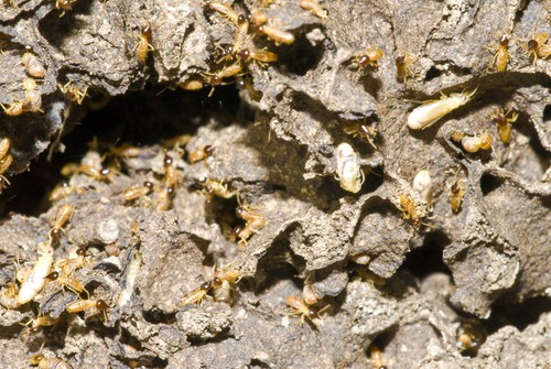 Termites Colony termite control