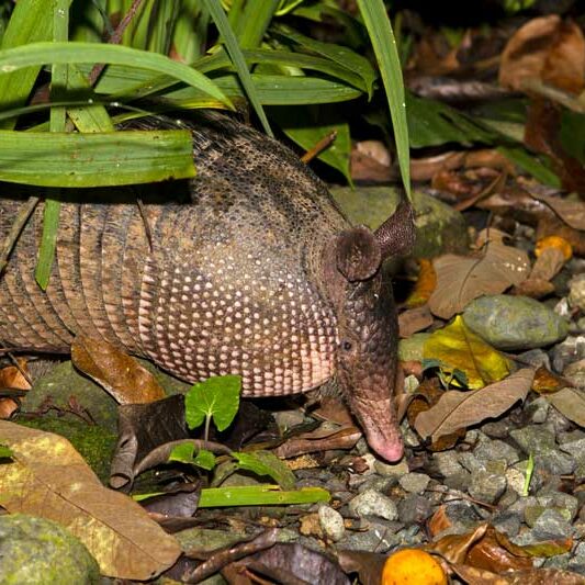 armadillo control