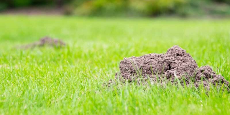 mole-hills_removal mole control