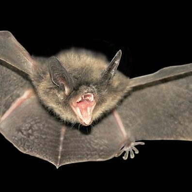 bat removal in charleston, mt prospect sc