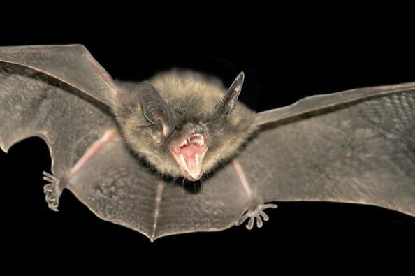 bat removal in charleston, mt prospect sc