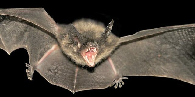 bat-removal-charleston-mt-prospect-sc bat removal in charleston, mt prospect sc