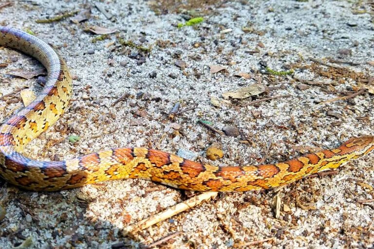 corn snake removal charleston south carolina