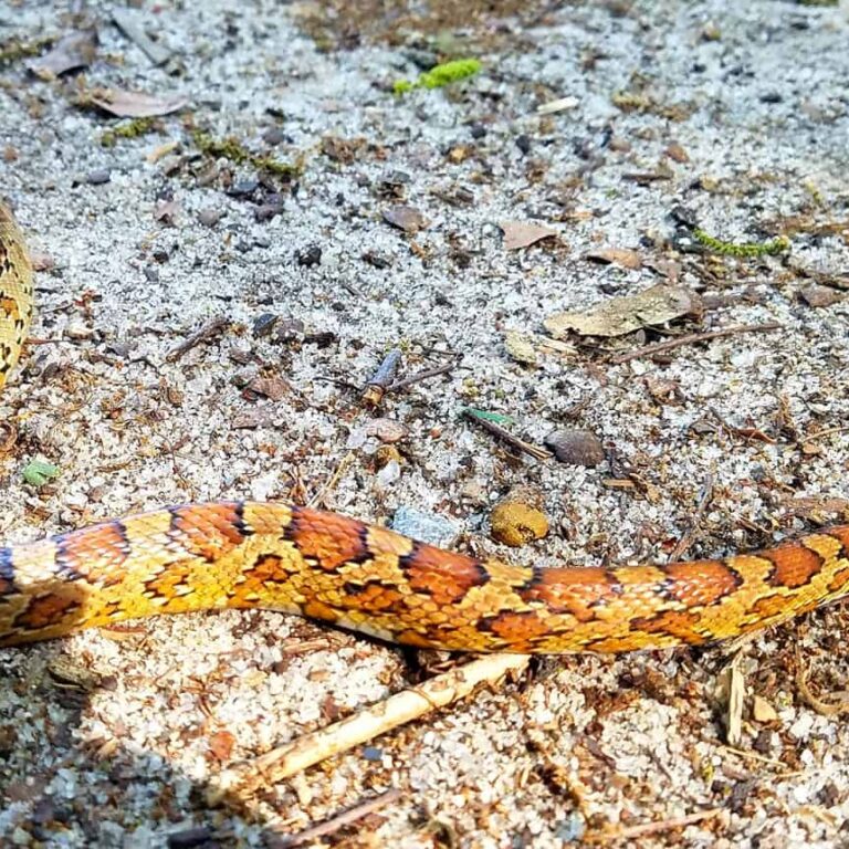corn snake removal charleston south carolina