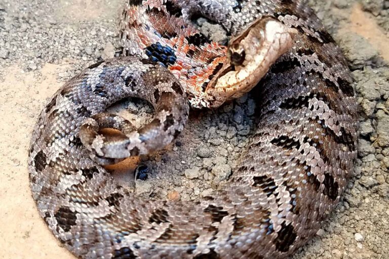 mount pleasant sc snake removal eastern hognose snake harmless