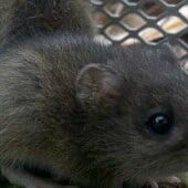 rodent control charleston sc