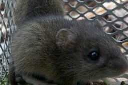 rodent control charleston sc