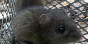 mice_rat_control_charleston_sc rodent control charleston sc