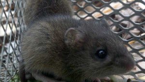 rodent control charleston sc