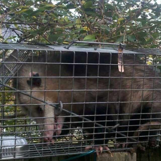 opossum removal in charleston sc