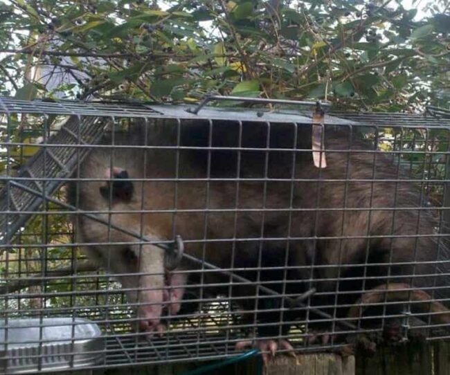 opossum removal in charleston sc