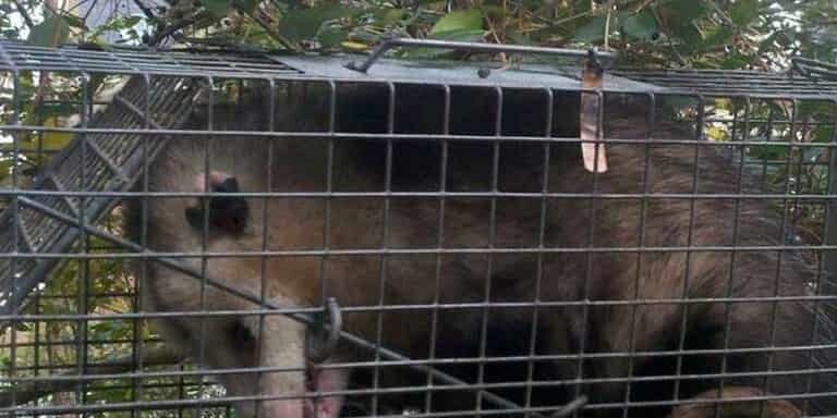 opossum removal in charleston sc