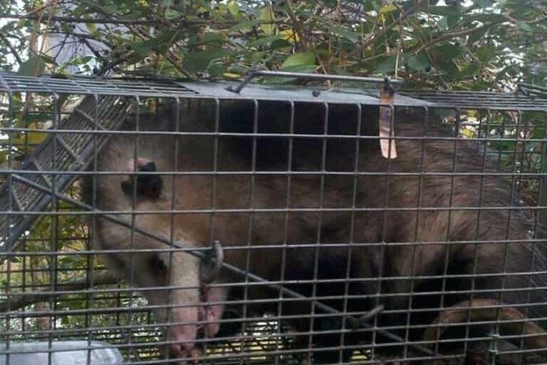opossum removal in charleston sc