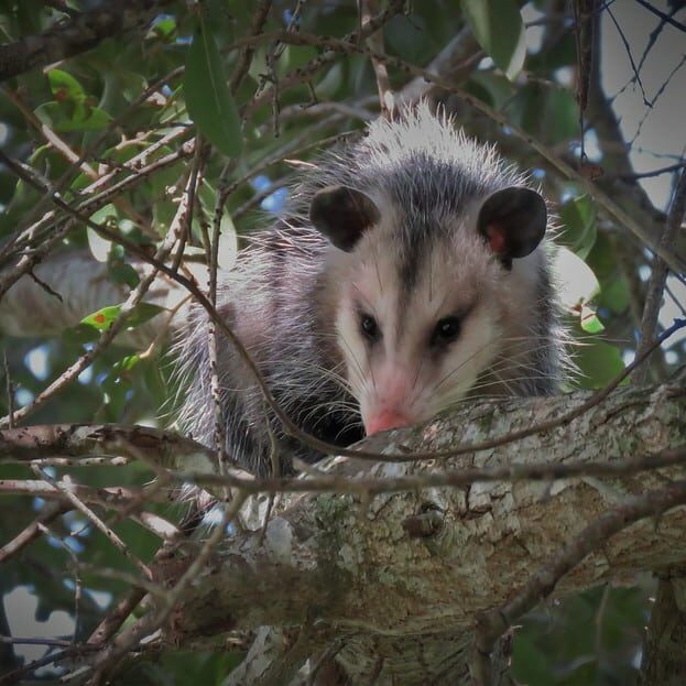 Charleston SC Wildlife Control Winter Opossum & Rat Control Service Expanded