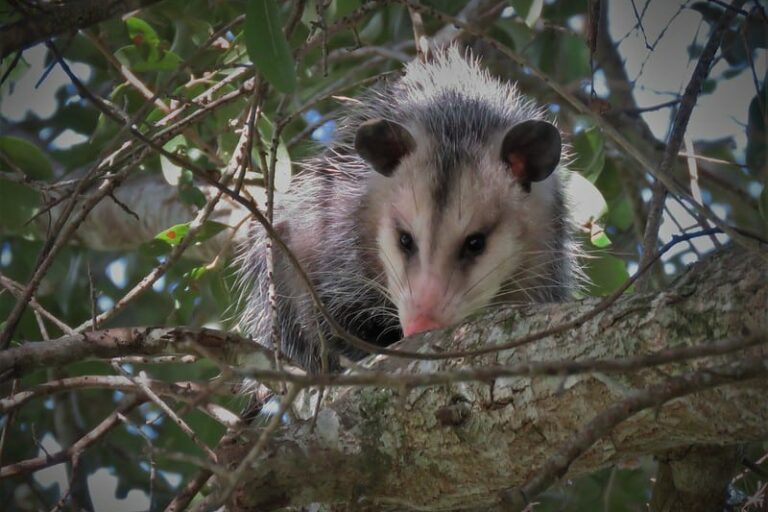 Columbia SC Wildlife Control Winter Opossum & Rat Control Service Expanded