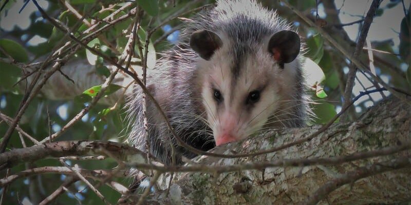 Columbia SC Wildlife Control Winter Opossum & Rat Control Service Expanded Columbia SC Wildlife Control Winter Opossum & Rat Control Service Expanded