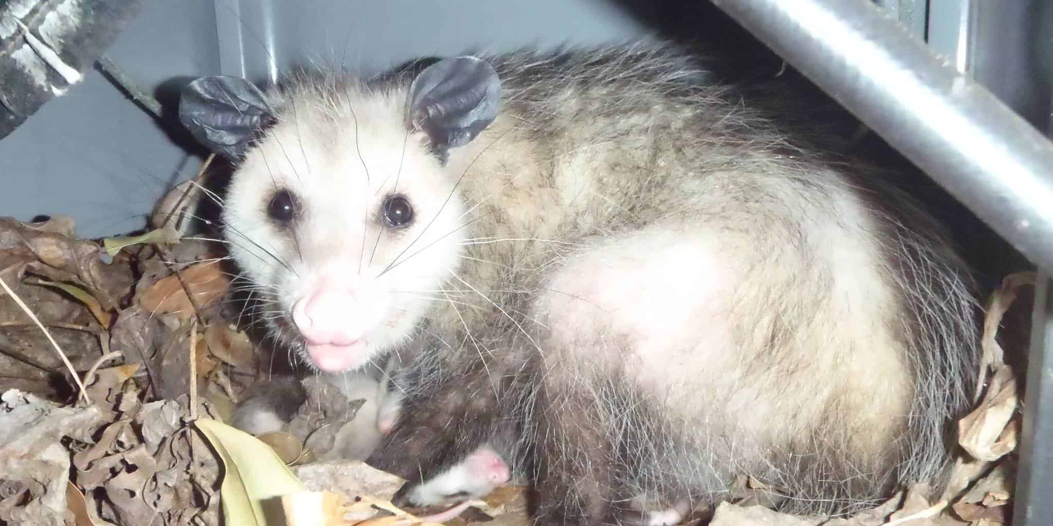 Columbia SC Wildlife Control Winter Opossum & Rat Control Service Expanded
