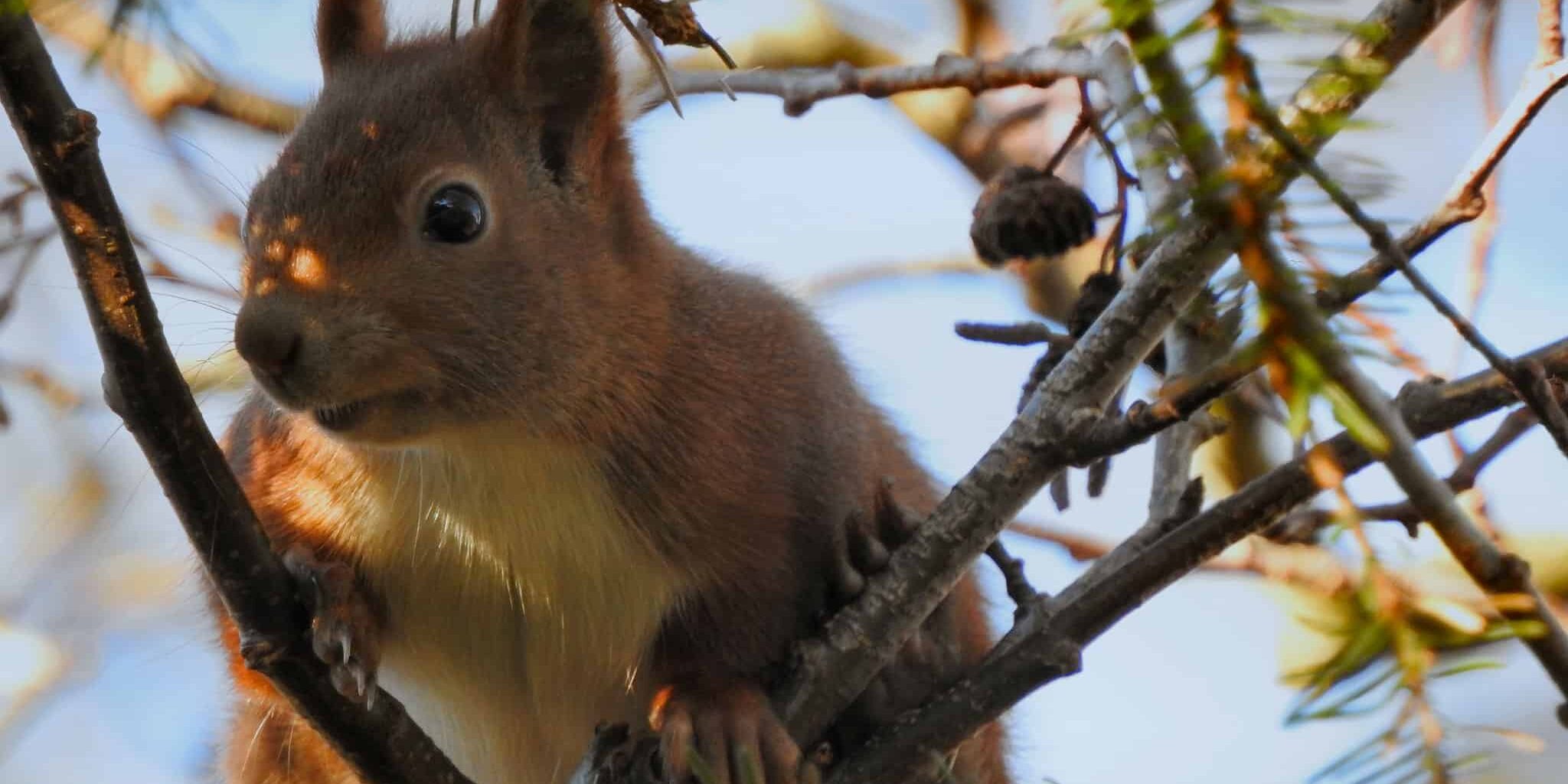 Winter Animal Removal Pest Control Services Opens Near Me Winter Animal Removal Pest Control Services Opens Near Me