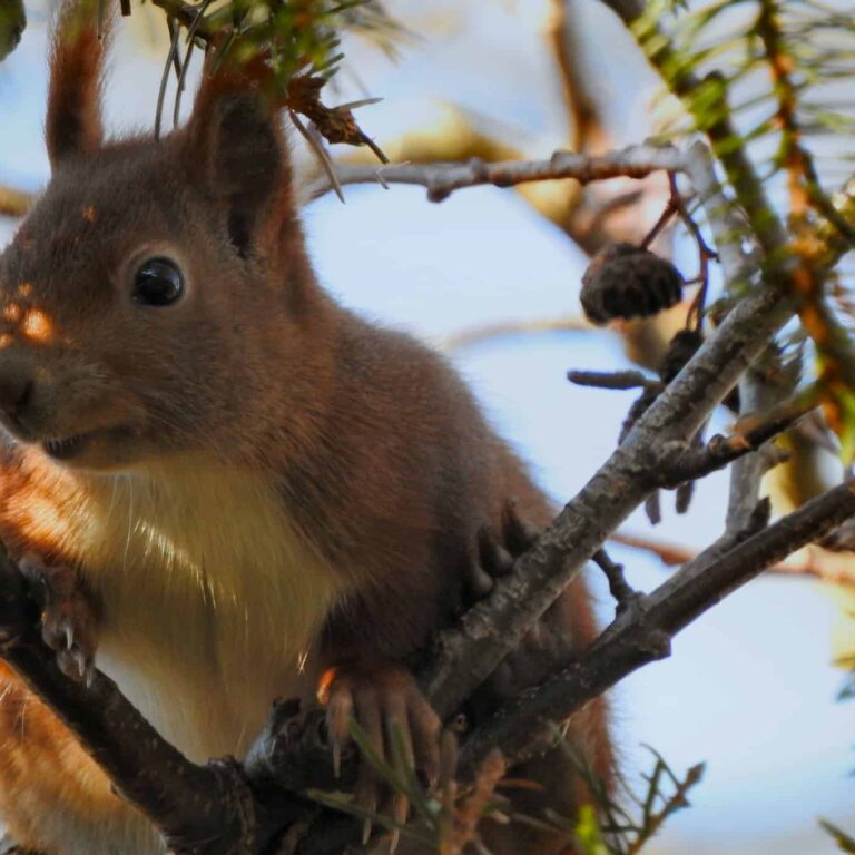 Winter Animal Removal Pest Control Services Opens Near Me